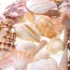 Mixed Beach Sea Shells For Decoration (Bag Of 50 Shells)